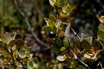 Osyris compressa