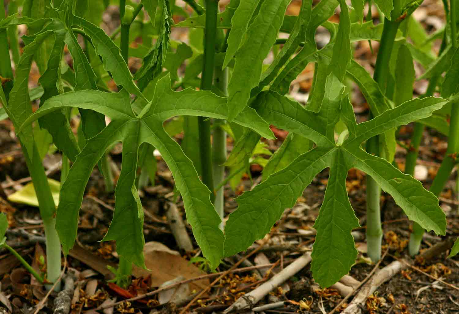 Cissus bathyrhakodes