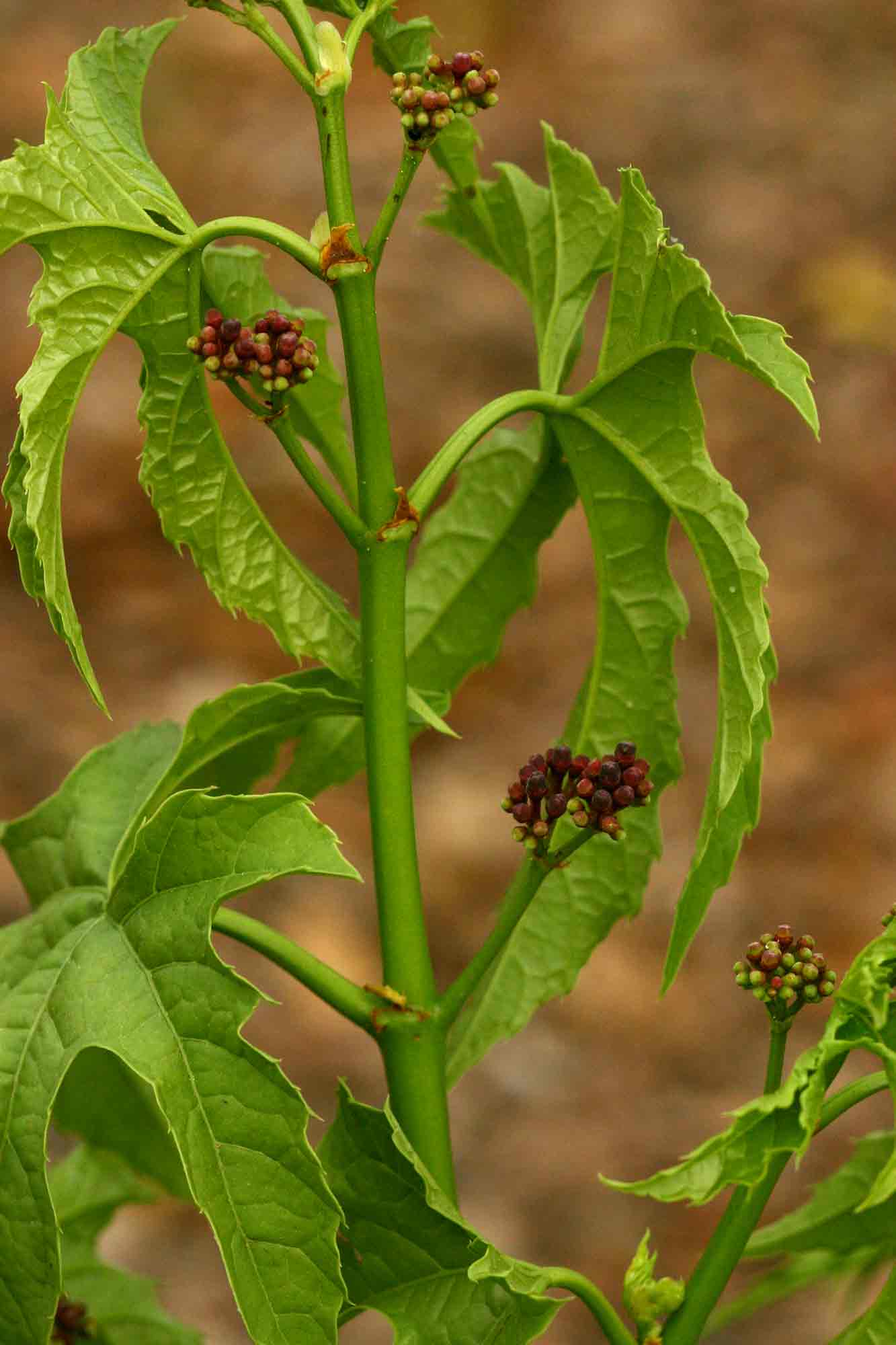 Cissus bathyrhakodes