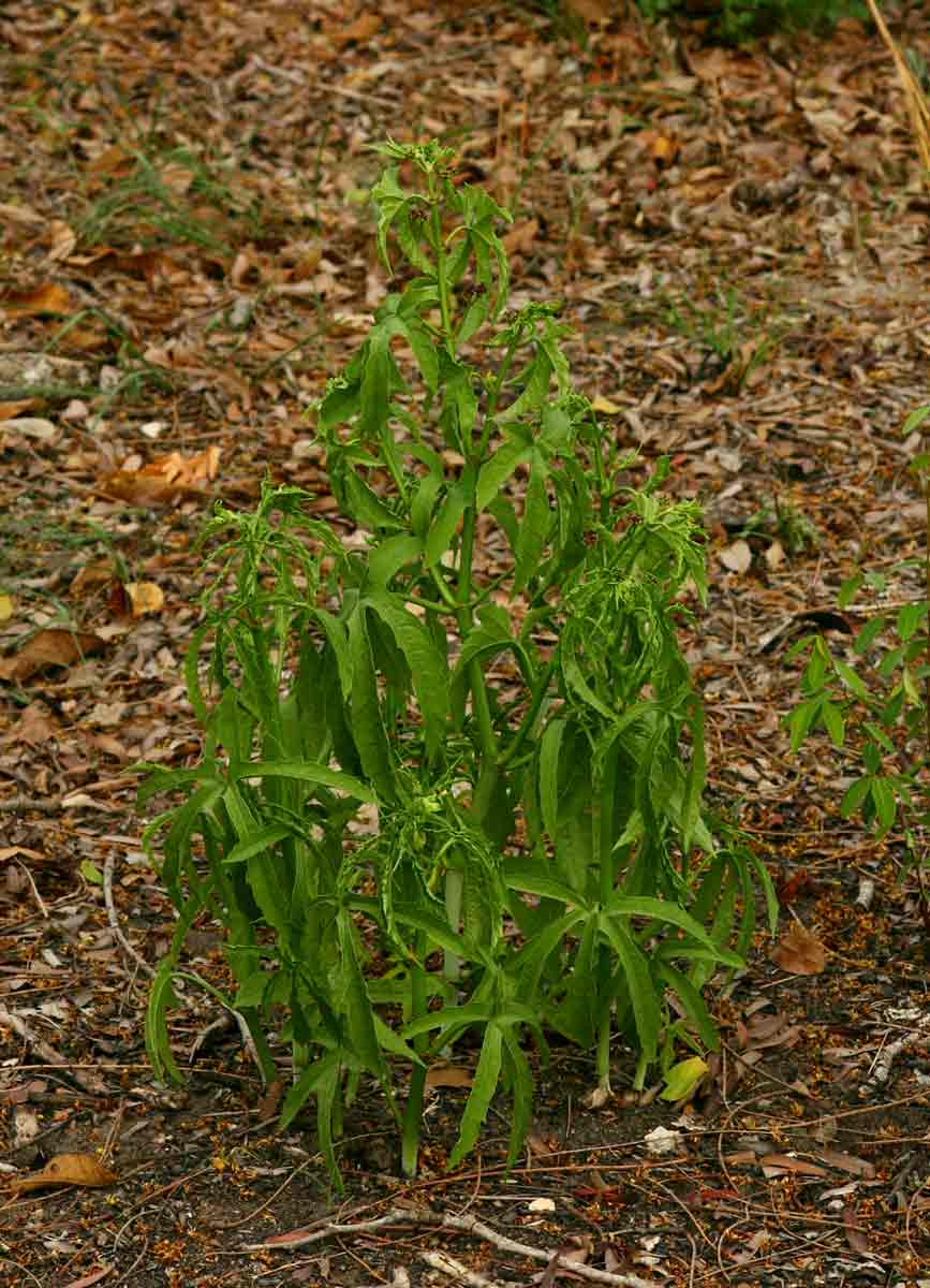 Cissus bathyrhakodes