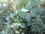 Cissus rubiginosa