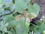 Cissus rubiginosa