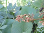 Cissus rubiginosa