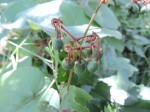 Cissus rubiginosa