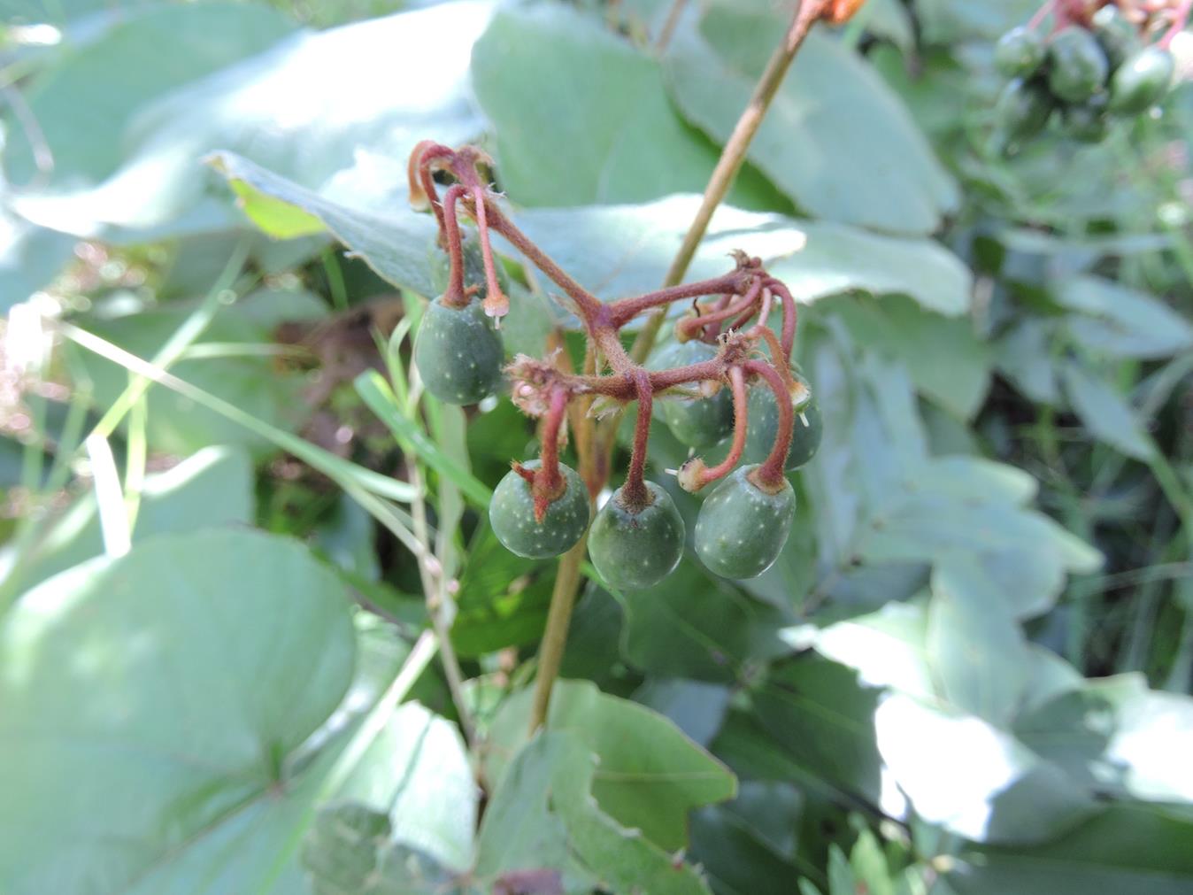 Cissus rubiginosa