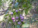 Cissus aralioides
