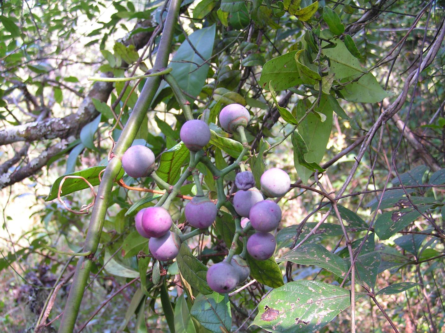 Cissus aralioides