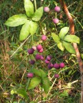 Cissus aralioides