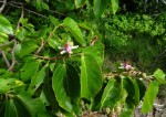 Grewia glandulosa