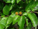 Grewia glandulosa