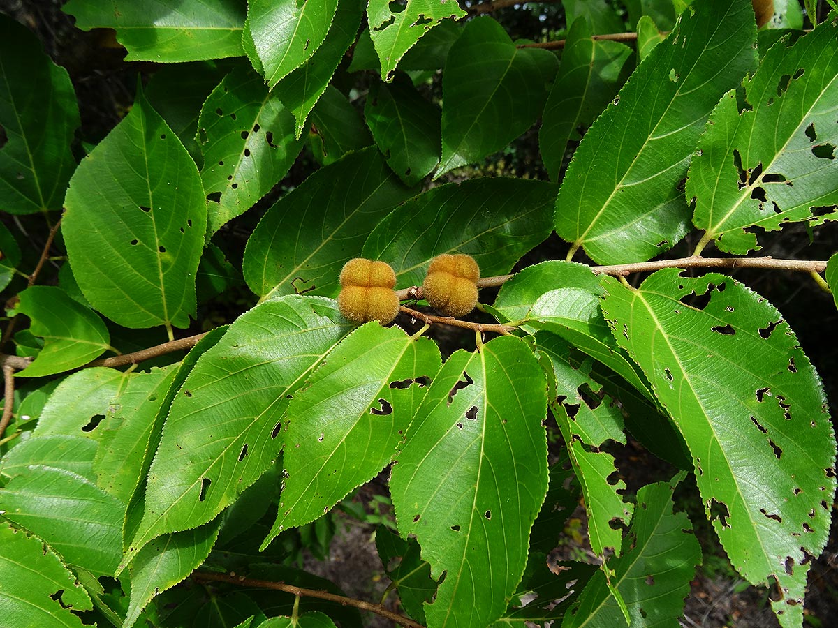 Grewia glandulosa