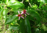 Grewia glandulosa