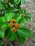 Grewia glandulosa