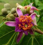 Grewia glandulosa