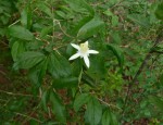 Grewia limae