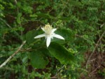 Grewia limae