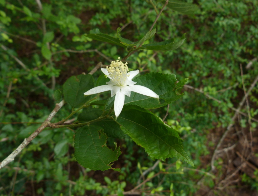 Grewia limae