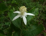 Grewia limae