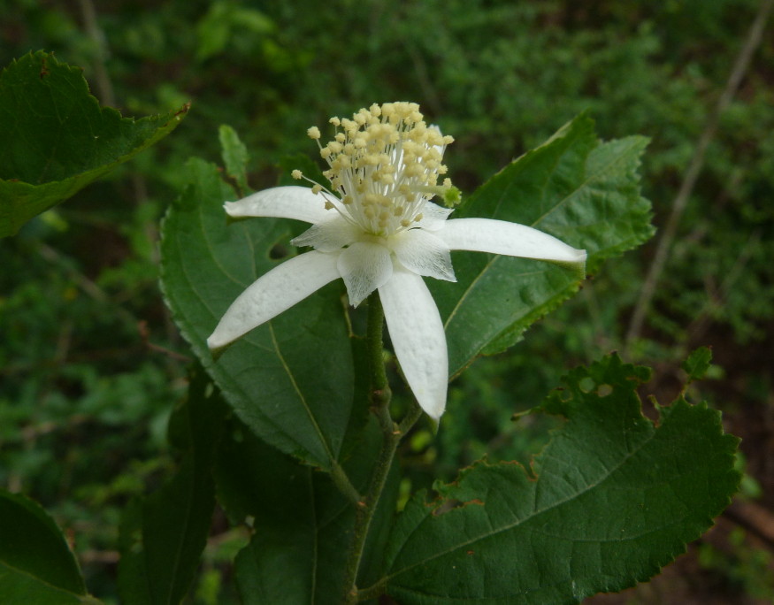 Grewia limae