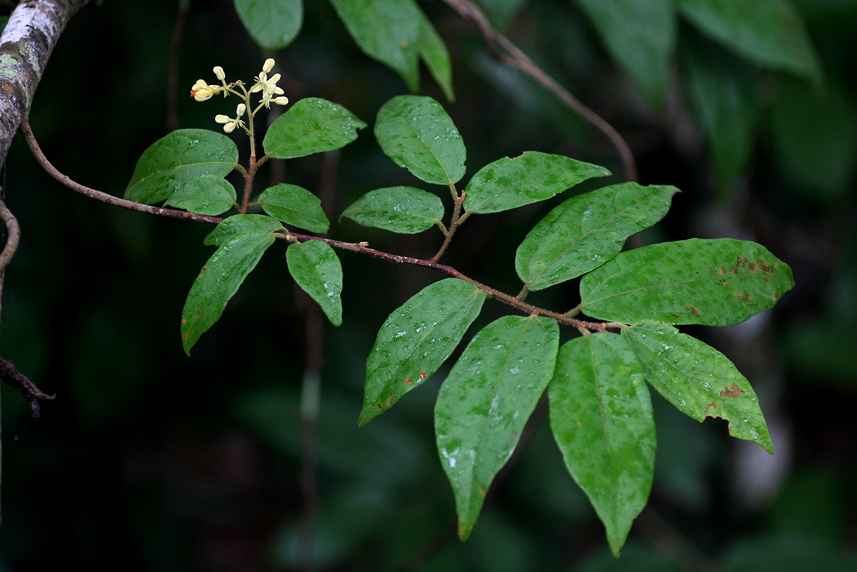Grewia transzambesica