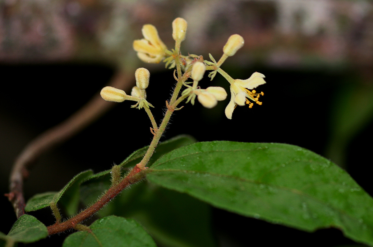Grewia transzambesica