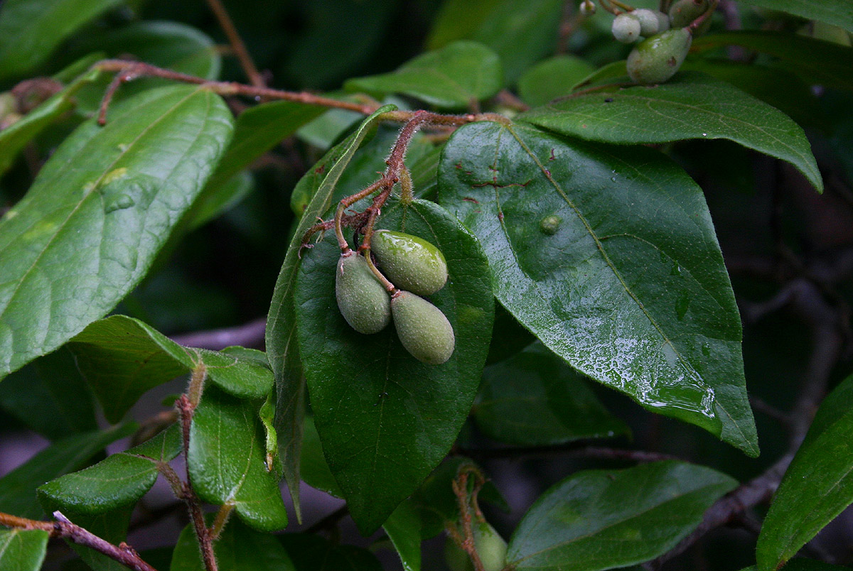 Grewia transzambesica
