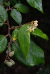 Grewia transzambesica