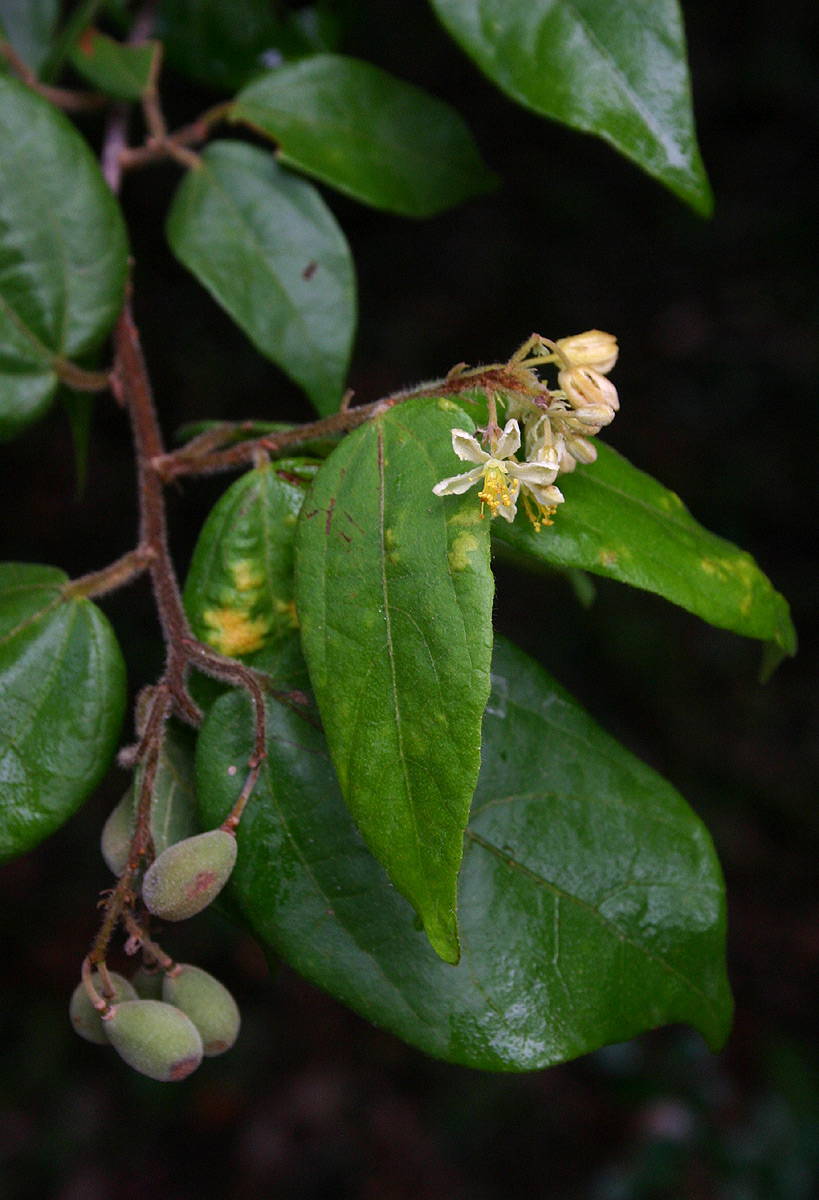 Grewia transzambesica