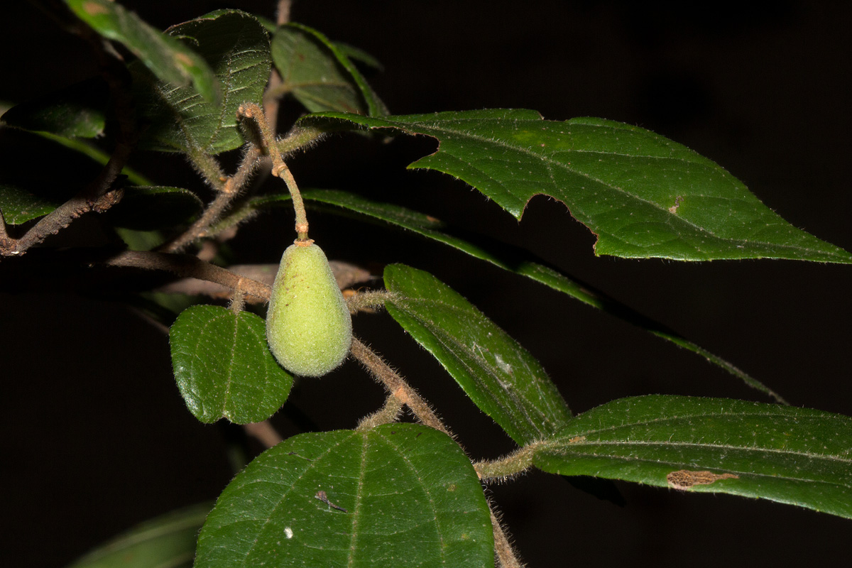 Grewia transzambesica
