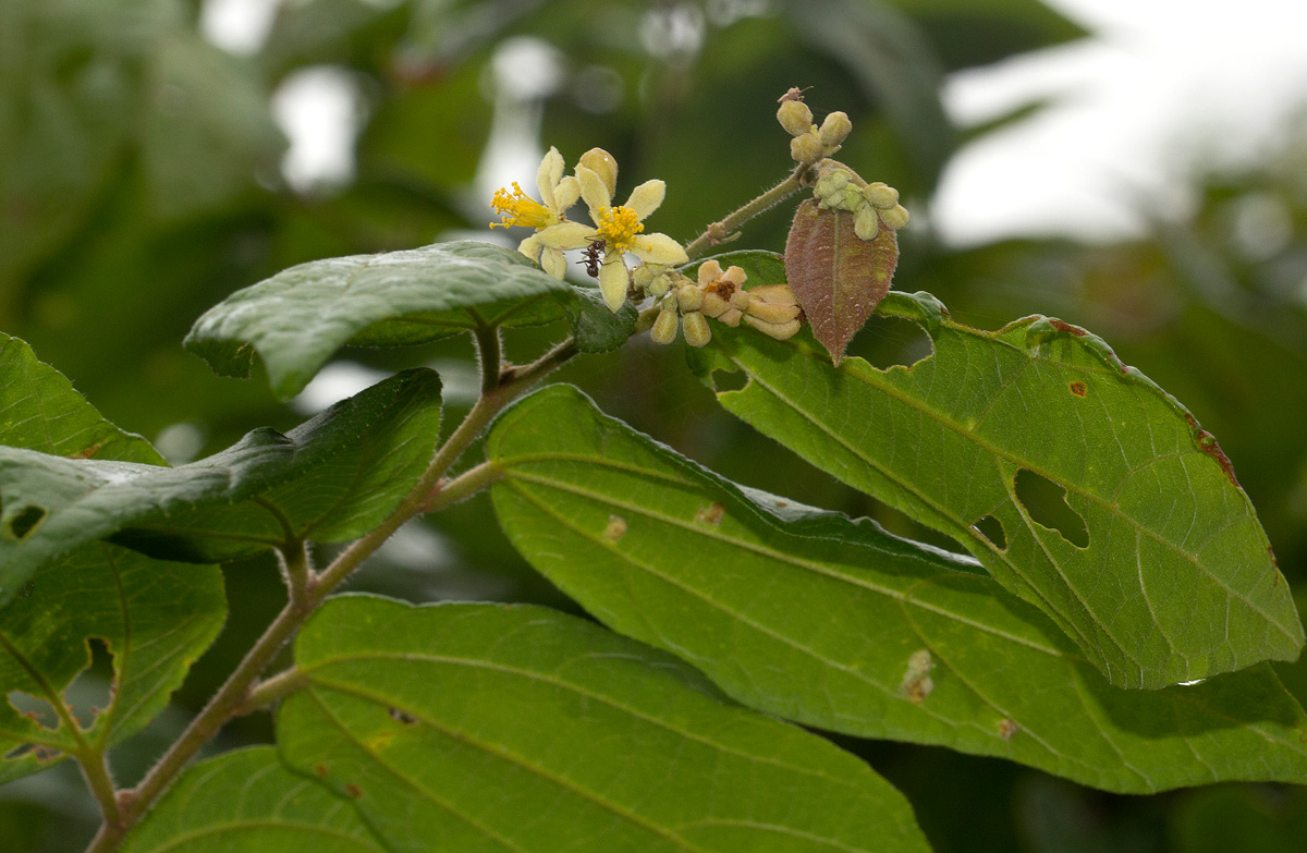 Grewia transzambesica