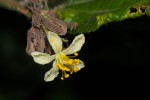 Grewia transzambesica