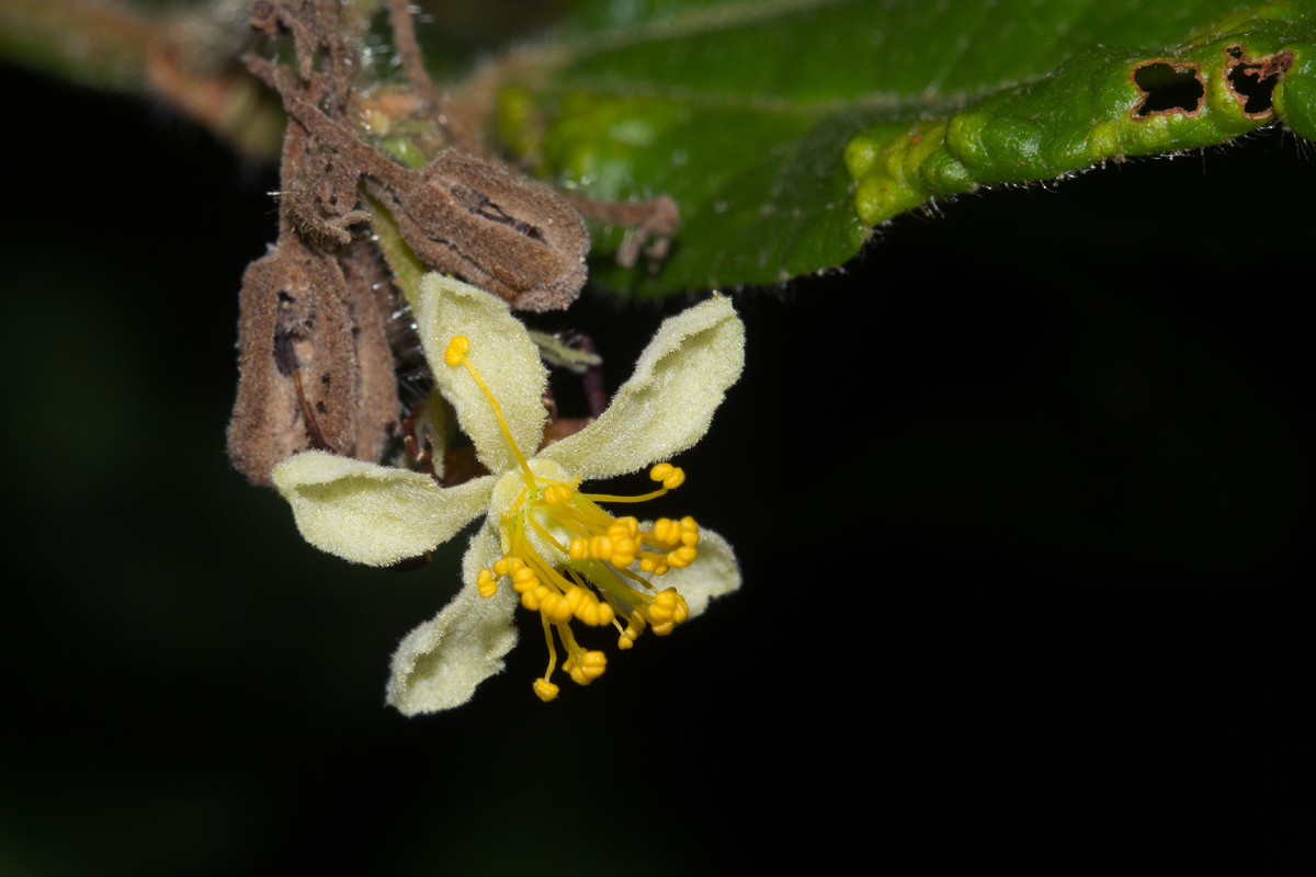 Grewia transzambesica