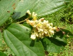 Grewia conocarpa
