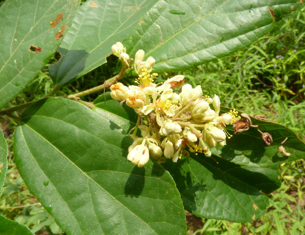 Grewia conocarpa