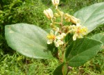 Grewia conocarpa