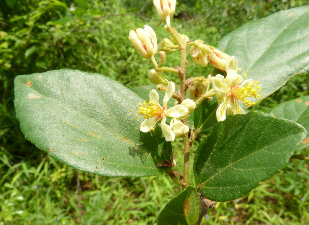 Grewia conocarpa