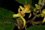 Grewia forbesii