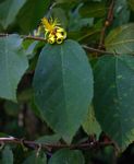 Grewia forbesii