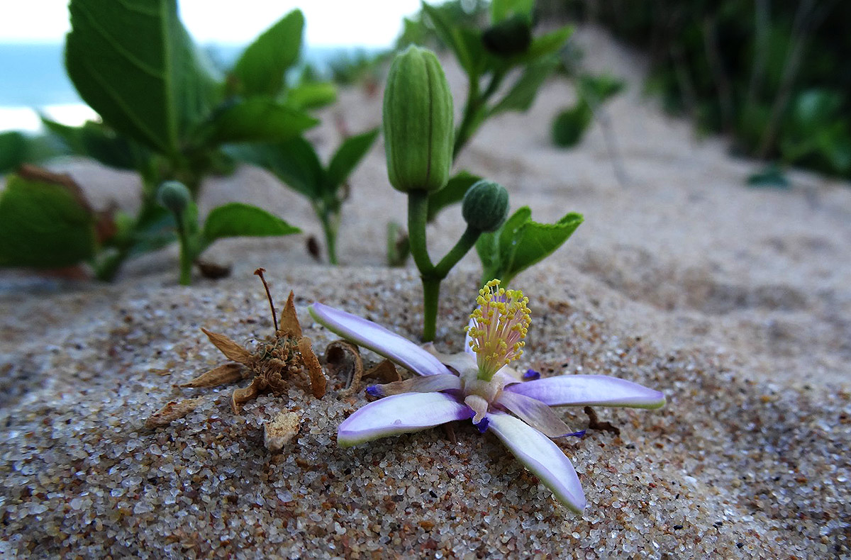 Grewia occidentalis var. litoralis