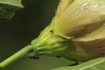 Cienfuegosia hildebrandtii