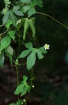Diplocyclos tenuis