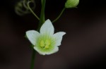 Diplocyclos tenuis
