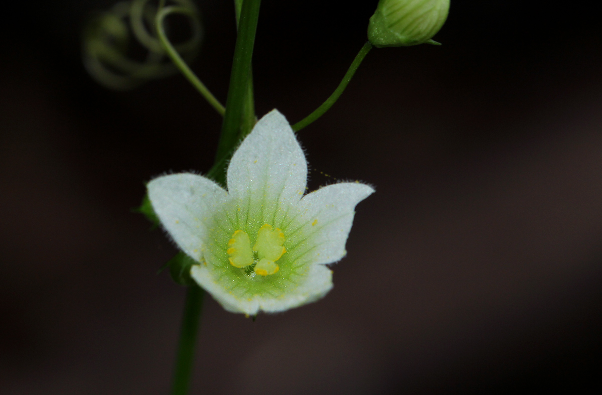 Diplocyclos tenuis