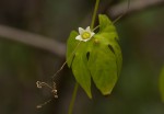 Diplocyclos tenuis
