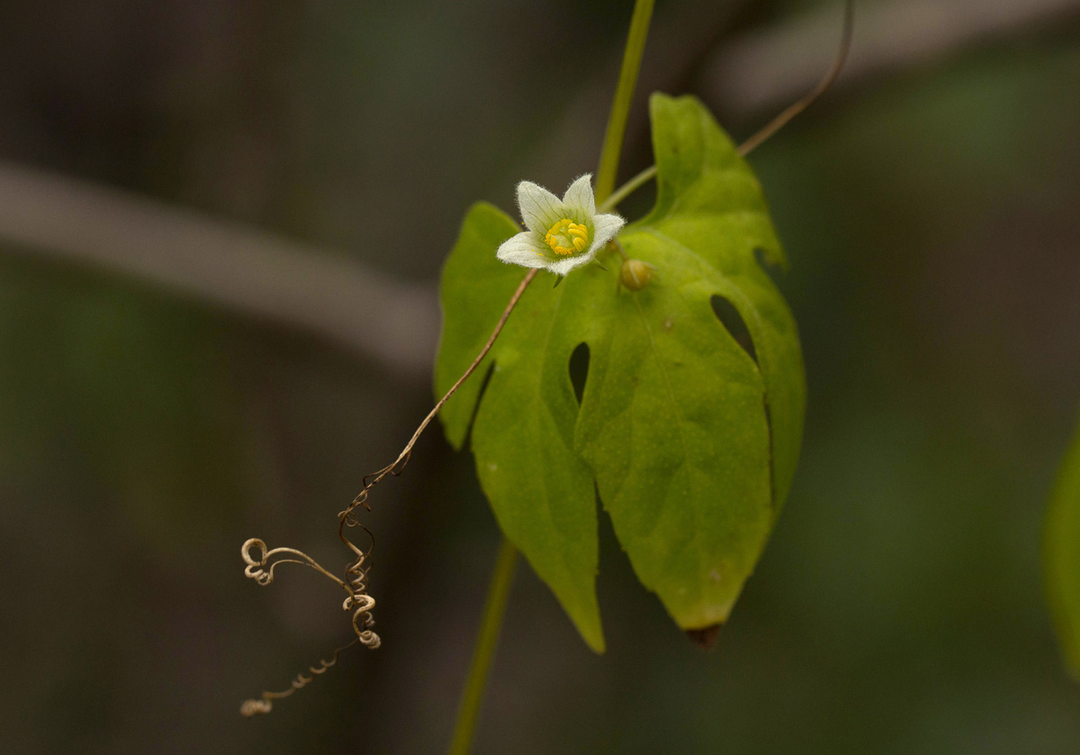 Diplocyclos tenuis