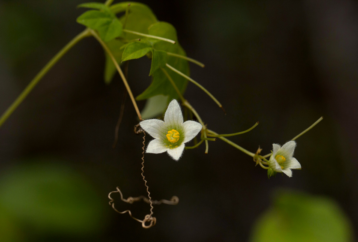 Diplocyclos tenuis