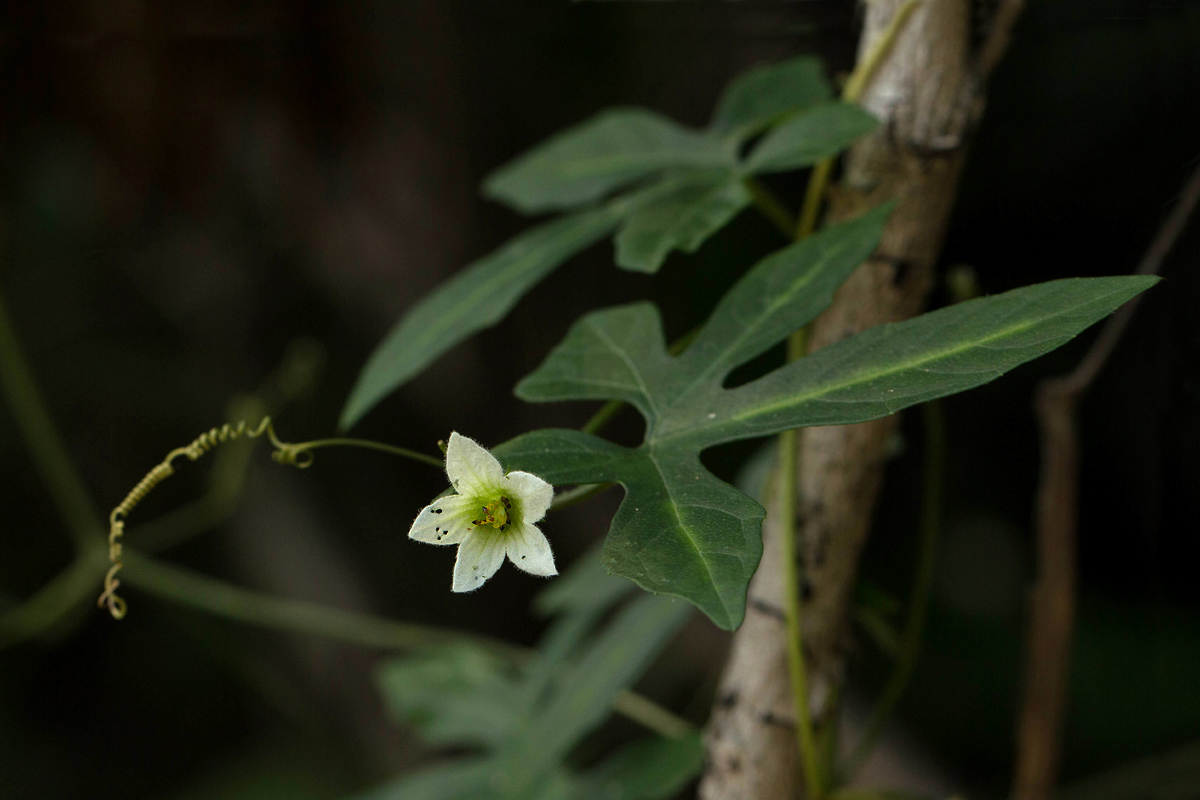 Diplocyclos tenuis