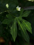 Diplocyclos tenuis