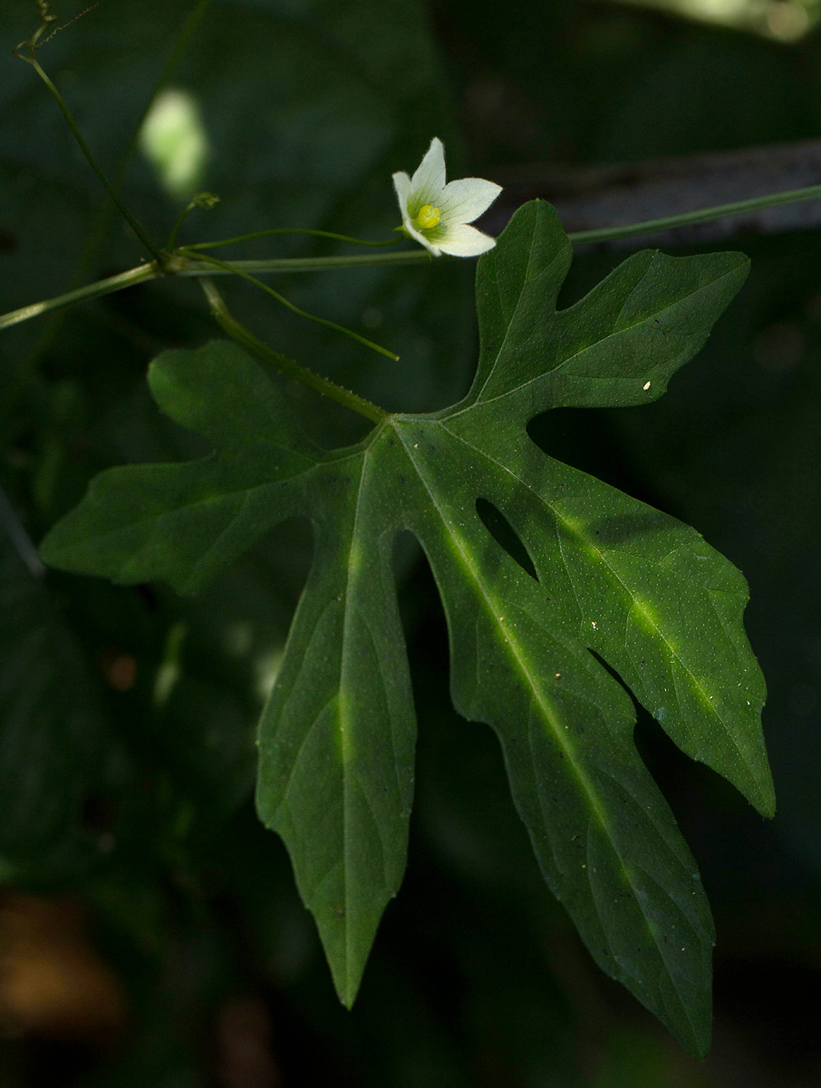 Diplocyclos tenuis