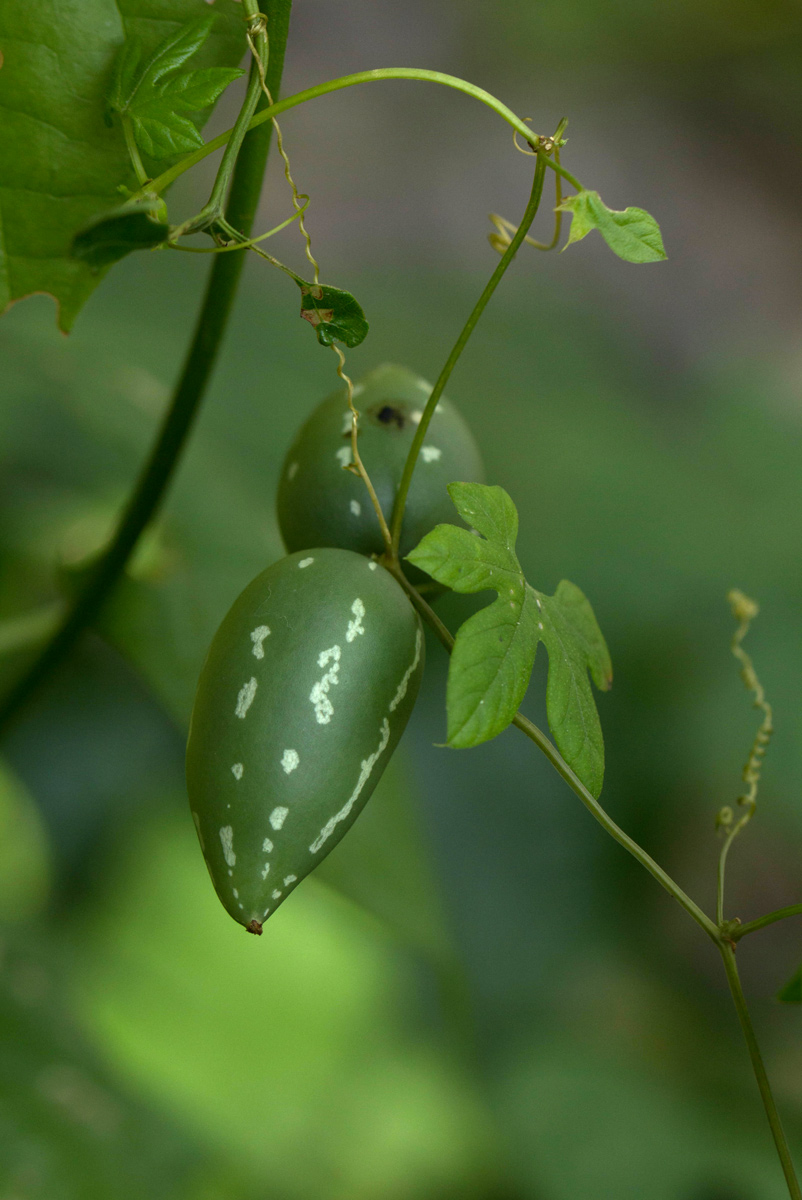 Diplocyclos tenuis